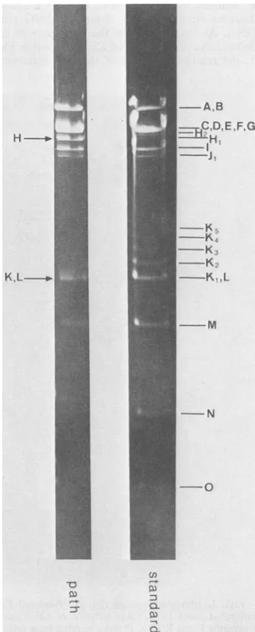 Fig. 6ANGANG the KpnI restriction pattern ofthe parental standard DNA is compared with those of path DNA and the DNA isolated from