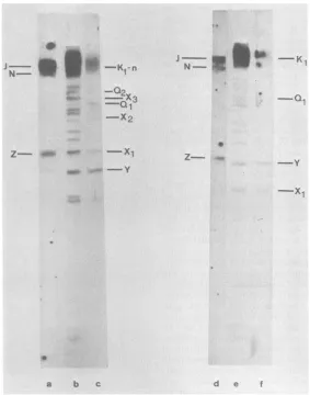 FIG. 5.fragmentsunlabeledtranslationofandpatternsrespective ANG Blot hybridization (23) of 32P-labeled KpnI restriction fragments of HSV-1 ANG standard DNA to BamHI restriction patterns of ANG standard and path DNA, monitored by autoradiography