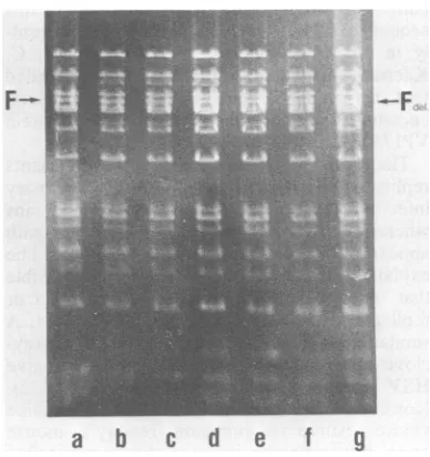 FIG. 6.patternsvirionspath.asDNA compared Comparison of KpnI restriction fragment of ANG path DNA and DNA extracted from of the 15th of serial passages of HSV-1 ANG Arrows mark ANG path DNA fragments altered with the corresponding ANG standard fragments.