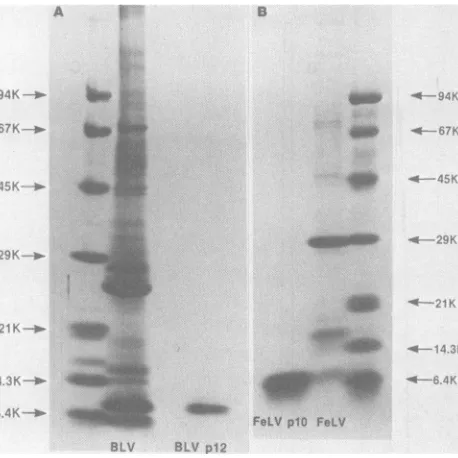 TABLE AminoFeLV p12 1. acid composition of BLV and plO