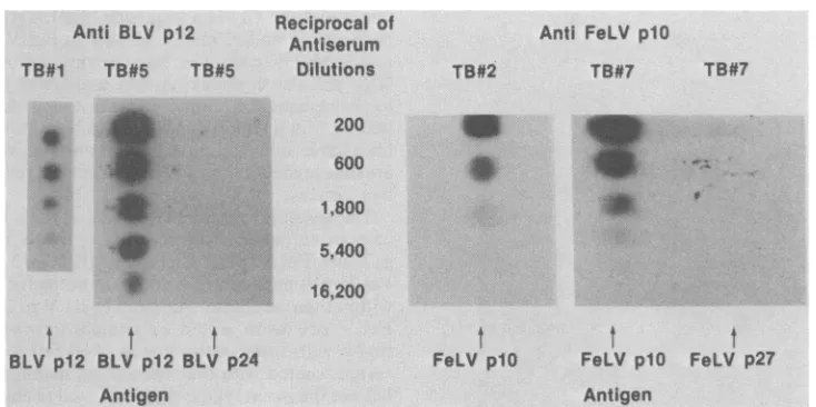 FIG. 6.paper. Titration of anti-BLV p12 rabbit serum and anti-FeLV plO rabbit serum by NBP spotting of DBM TB, Test bleed.