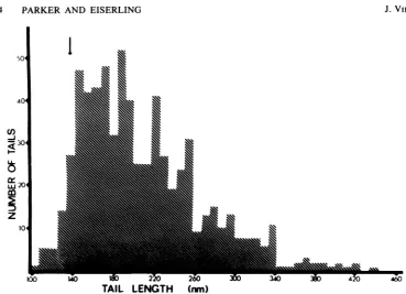 FIG. 4. Tail length distribution of 046-0 mutant tails.Arrow represents unit length (140 nm).