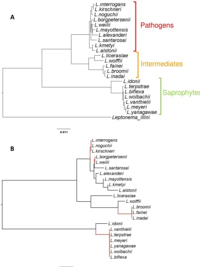 Figure 1: Phylogeny deduced from (A) 1262 bp or (B) the variable regions V3 & V4 (440 bp) of the 16S rRNA rrs gene
