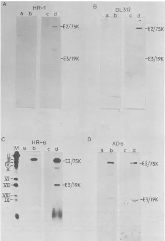 FIG. 1.antiseradenotesadditioneitherImmunoprecipitationslabeledtreatedelectrophoresispostinfection, Synthesis of adenovirus early proteins in host range mutant-infected HeLa cells