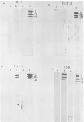 FIG. 2.oftreatedpostinfection.min monospecific Synthesis of adenovirus late structural proteins in mutant-infected HeLa cells