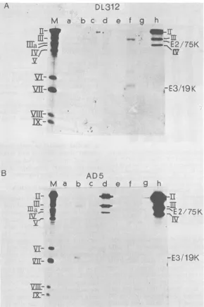 FIG. 3.detectcellsd1312antiserumanalyzedusedandsera Synthesis of early and late adenovirus proteins in HeLa cells treated with anisomycin before AdS and wild-type infection