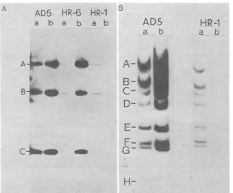 FIG. 5.fragments.infecteddrug-freetheextractedenzymepostinfectionLanes:subsequently,M Effect of anisomycin treatment on DNA replication in mutant-infected HeLa cells