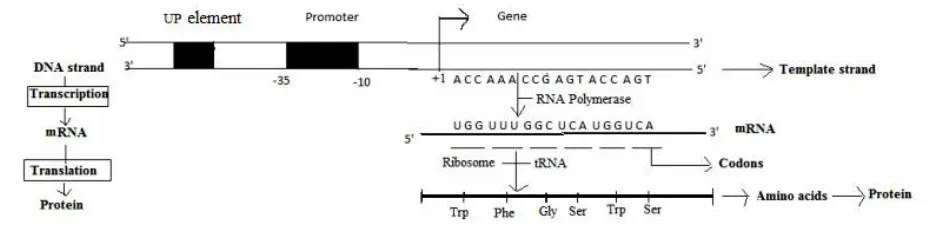 Figure 1. Promoter sequences on the DNA are recognized by the RNA polymerase and sense strand of double stranded DNA acts as template strand for synthesis of mRNA (transcription)
