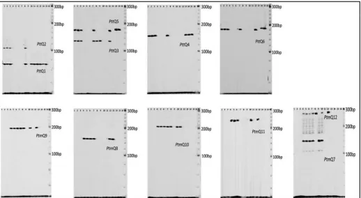Fig. 1. Amplification withf.P. teres f. teresand SNB172 (lane 13) isolates, two barley grass Pyrenophora teres f