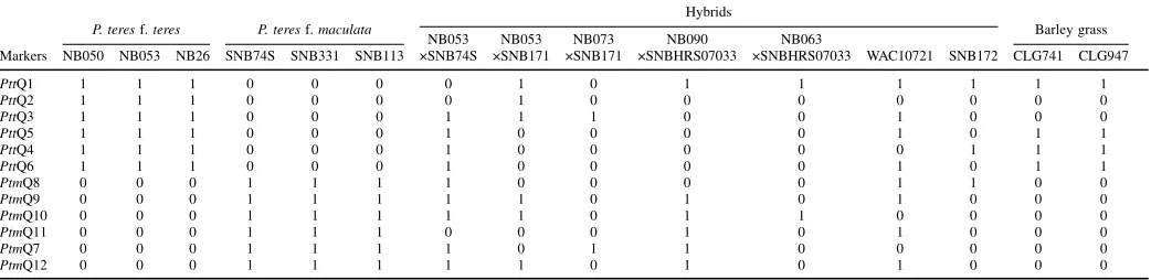 Fig. 2. Amplified fragment length polymorphism bands for the primer com-bination Mse-AC with Eco-GC labeled with IRDye 700