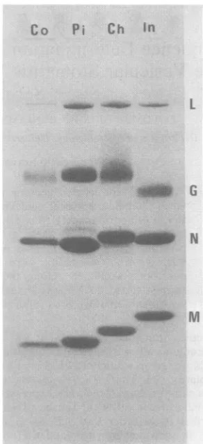 FIG. 1.electrophoresistweenCoomassieelectrophoresedamide)theproteins Sodium dodecyl sulfate-polyacrylamide gel of the various VSV serotypes