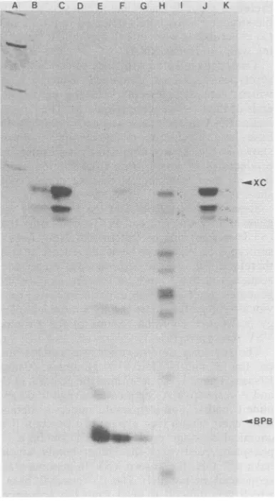 FIG.2.fromRNAshomologoustionsinremaining0.5tionvariousA,opticalbis(acrylamide)anduninfectedagainstinfecteduninfectedCoannealedChphenolK, 0.375Demonstration of ()leader RNAs in theVSVserotype-infectedcells.CsClpellet from the various VSV-infected BHKcellsor