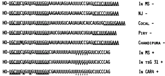 FIG. 4.TheUUUGGUsequenceserotypes Nucleotide sequences at the 3' ends of various VSV genomes and antigenomes