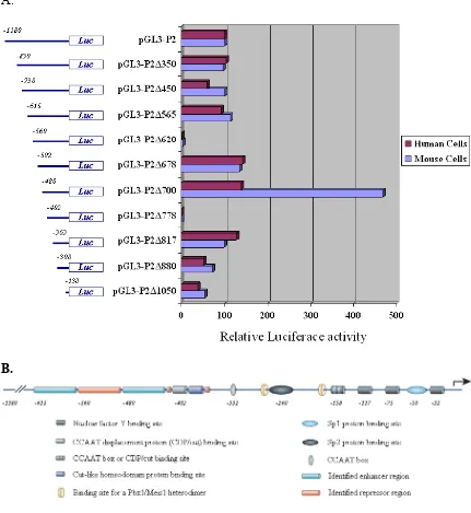 FIGURE 9- Characterization of mouse Sp2 Promoter 2 region. A, Transcriptional activities of nested deletions prepared from mouse Sp2 Promoter 2