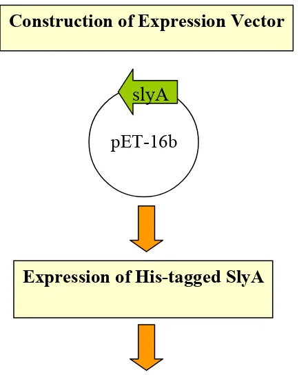 FIG. 1.  Schematic of SlyA His-tag antibody production.. 