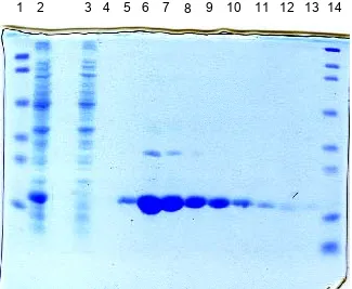 FIG 2.  SDS-PAGE gel of His-tag protein purificationsteps.  Lane 1, molecular weight markers, 103, 77, 50,34.3, 28.8, and 20.7 kD; Lane 2, cell lysate after a 4-hinduction; Lane 3, flow through; Lanes 4-13, 500 mMimidazole elutions; Lane 14, molecular weight markers,209, 124, 80, 49.1, 34.8, 28.9, 20.6, and 7.1 kD.