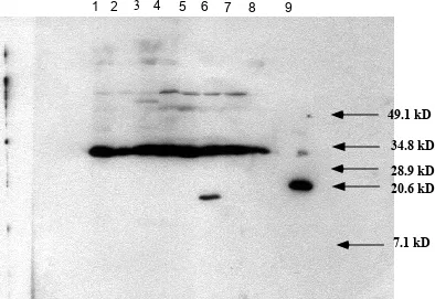 FIG. 3.   Western blot analysis of SlyA stationary phaseprotein expression.  Lane 1, SL2757; Lane 2, SL3129;Lane 3,  SL2317; Lane 4, SL2774; Lane 5, SL2570; Lane6, SL2571; Lane 7, SL2818; Lane 8, SL3343; Lane 9,His-tagged SlyA protein.