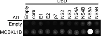 TABLE 1 Cellular proteins copuriﬁed with HCV NS5A identiﬁed by LC-MS/MS analyses