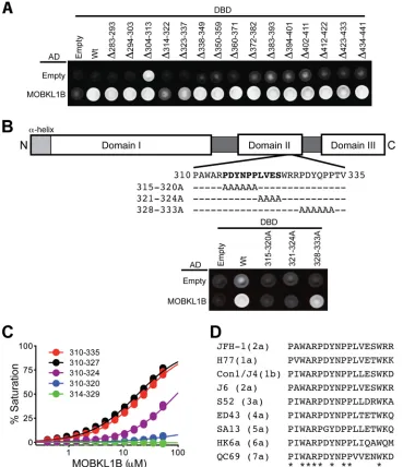 FIG 3 Mapping the MOBKL1B binding site in NS5A. (A) Yeast two-hybrid mapping of the MOBKL1B binding motif in NS5A