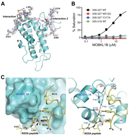 FIG 4 Structure of core MOBKL1B-NS5Ain interaction 2. H,peptides. Triplicate data points are shown for each condition