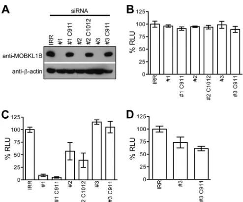 FIG 6 Seed sequence-matched siRNA shows that MOBKL1B is not required forHCV RNA replication in Huh-7.5 cells