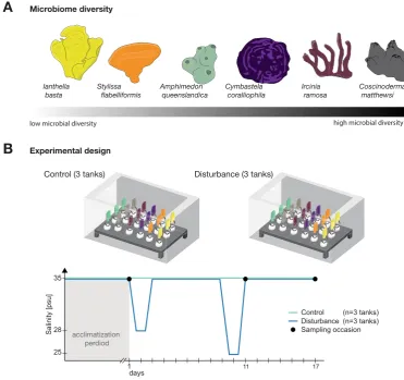 Figure 1. Diversity of sponge microbiomes and experimental setup to test microbiome stability
