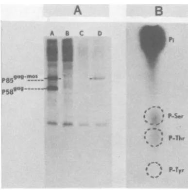FIG. Phosphorylation)teinscells 2. of virus prc maintained at 33°C. Transformed 6im2