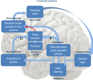 Fig. variationalfunctional1, provides an overview of active inference in terms of the anatomy and processes implicit in the minimisation of free energy
