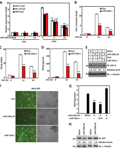 FIG 3 MiR-526a suppresses viral replication. (A) 293T cells were transfected with increasing amount of miR-526a inhibitors