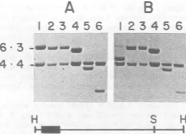 Fig. 6.phoresing kb, Kilobases.b The viral protein sizes were measured by electro- immunoprecipitated samples on SDS-9%