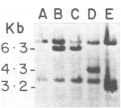FIG. 7.BgIITheferredbridizedusing(laneweremolecular-weightBALB/cmutantviral Integrated genome sizes of wild-type and A-MuLV