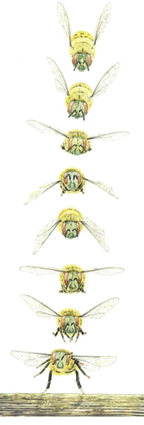 Figure 1.1: Bee Alighting Sequence Side View Whilst Carrying Pollen (Goodman 2003)