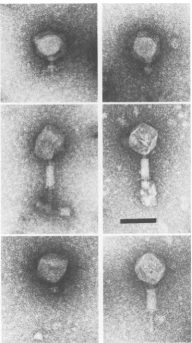 FIG. 7.tails.showing Micrographs of P1 am79 defective lysate particles with shorter than normal length Bar, 100 nm.