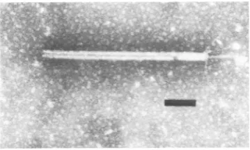 FIG. 9.remainstailaggregatePt particle Micrograph of Pl am27 defective lysate showing several kinds of tail structures
