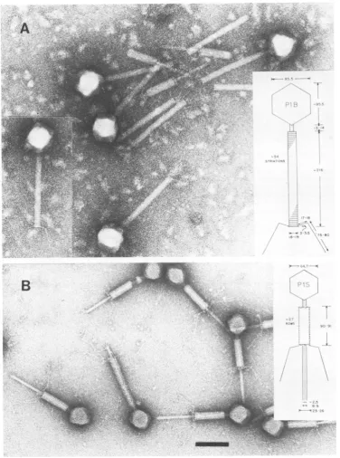 FIG. 1.tailsdiagrammaticand Micrographs showing normal Pl particles. (A) Lysate of P1 vir * Sh has big heads (P1B), full of DNA, tails, the majority of which have sheaths