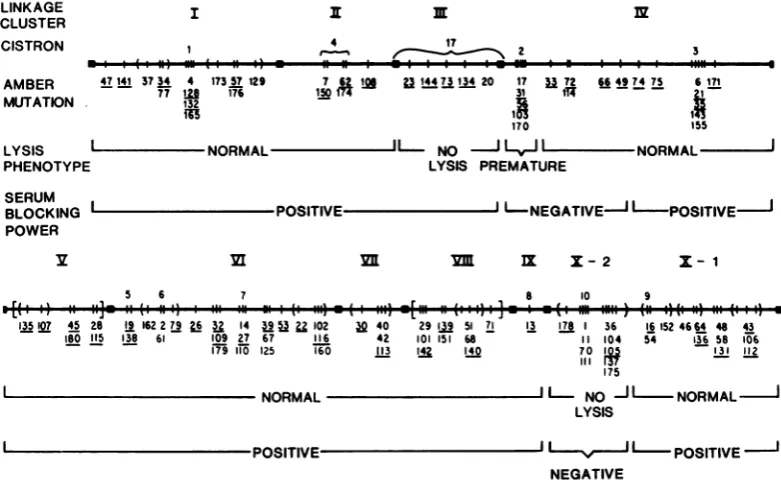 FIG. 2.blocks.cellexperimentsWalkernotbracketsto indicate Genetic map of Pl amber mutations, modified from Walker and Walker (50), showing results of host lysis and serum blocking power tests