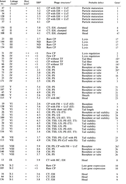 TABLE 1. Phenotypic classification of P1 amber mutants