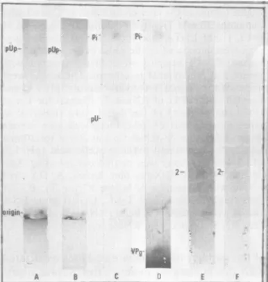 FIG. 3.alkalinefor7.5)-0.01RNA);ringermigratingtreatedthreefromB,takadiastase-RNAsepHspots DA Two experiments in which two or three migrating toward the cathode were evident after A treatment