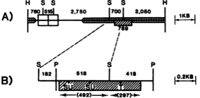 Fig. 3.analysis DNA sequence placedMuLV(P160)-specific