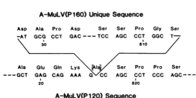 FIG. 4.fragment.andaminobecauseaboveMuLV(P120)MuLV(P160)-specificnumbered DNA sequences at the junctions of the A- DNAinsert.Basepairsare starting with the 5' terminus of the PstI The boundaries of thesurrounding A- sequence are also indicated