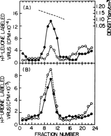 FIG. 1.fromastreatedwere80lularbandedcollectedreversemicand a U Reverse transcriptase activity of extracel- and intracellular virions of IFN-treated and un- cells