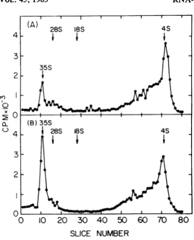 FIG. 4.gradientsamountsandresiscellularRNAminute)intorectionIFN-treated[3H]uridine-labeled Size analysis ofRNA encapsidated in intra- virions of IFN-treated and untreated cells