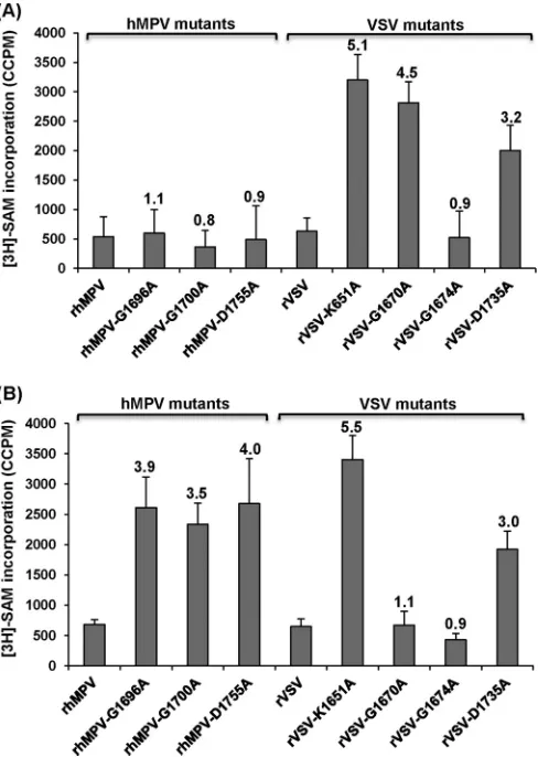FIG 7 Analysis of hMPV and VSV mRNA cap methylation byviral mRNAs between mutant and wild-type virus