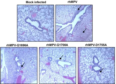 FIG 8 Lung histological changes in cotton rats infected with MTase-defective rhMPVs. The right lung from each cotton rat was preserved in 4% (vol/vol)phosphate-buffered paraformaldehyde