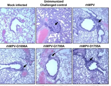 FIG 11 Lung histological changes in cotton rats vaccinated with MTase-defective rhMPVs followed by challenge with rhMPV