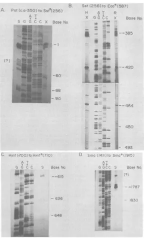 FIG. 4.fragmentThedigestedthreebasesshownandsiteHSV-1site.mostnearstrand Precise localization of the 5' termini of the contiguous regions of the overlapping mRNA species