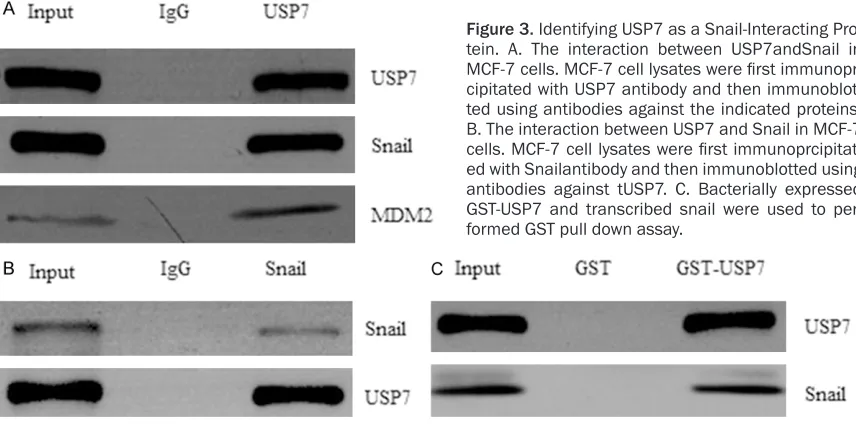 Figure 2. Knockdown USP7 Inhibited Breast Carcinoma Tumorigenesis in vitro. A. MCF-7 cells were transfected with SCR or shUSP7 and then performed qRT-PCR to verify the efficiency of shUSP7