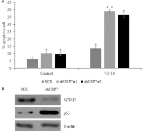 Figure 4. USP7 Suppresses Snail Ubiquitination and Stabilizes Snail. A. Knockdown USP7 in MCF-7 cells and fol-low by Western blot to detect Snail protein expression
