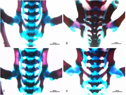 Figure 4. The alcian blue-alizarin red staining of rat skeleton (20×): (A, B) Were the pictures of the rats of the 0 and 2 day in experimental group and (C, D) were from control group