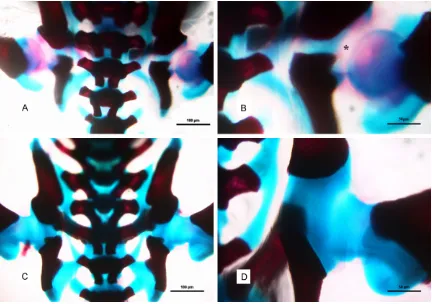 Figure 5. The rats of the 4 day: (A, C) Were from experimental and control group respectively (×20), (B, D) were the zooming pictures of the hips in (A) and (C) (×40)